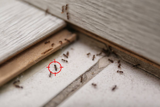 Best Flea Control Services  in Keyes, CA